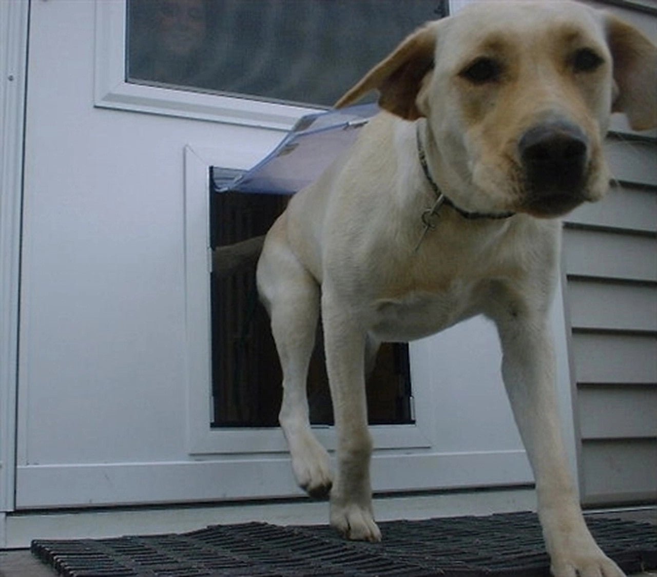 Storm Door Dog Door - Portal PROS