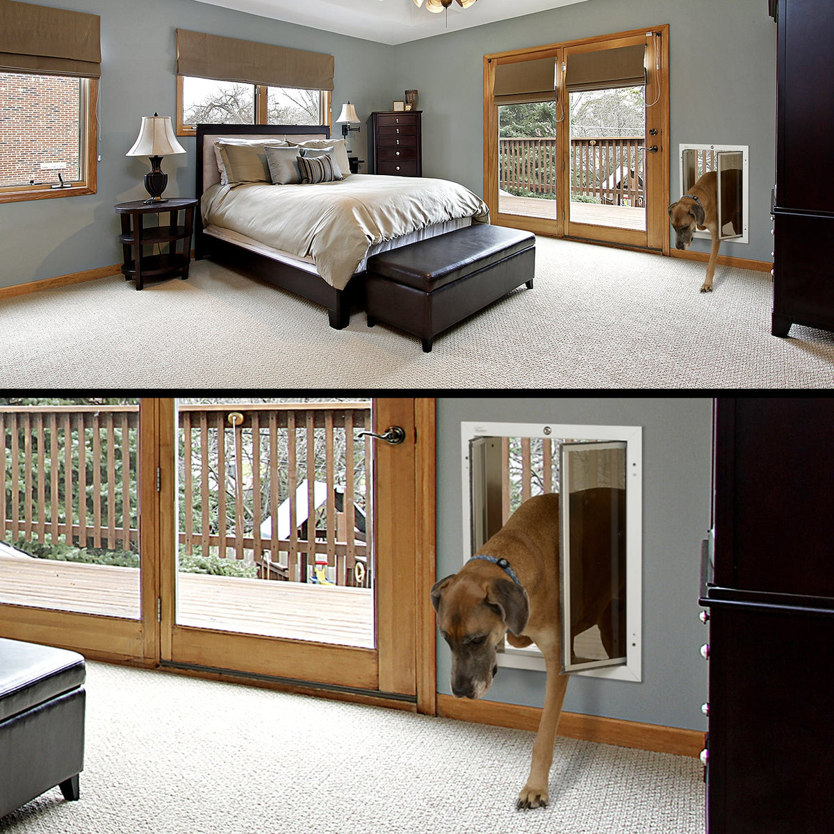 Boxer coming through a PlexiDor through wall dog door in a bedroom