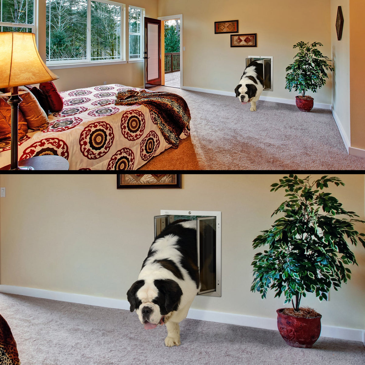 St. Bernard walking through a PlexiDor dog door in a bedroom wall