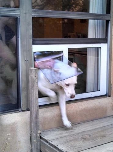 Perro blanco saltando por una puerta para perros SB Standard en una ventana de guillotina